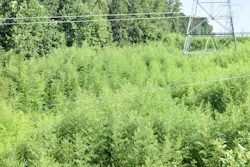 There are many species of invasive bamboo that may be structurally compatible with overhead lines. There are many species of invasive bamboo that may be structurally compatible with overhead lines.