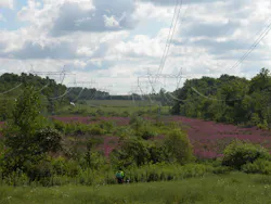 Purple loosestrife is a low-growing herbaceous plant that out competes native wetland vegetation. Purple loosestrife is a low-growing herbaceous plant that out competes native wetland vegetation.