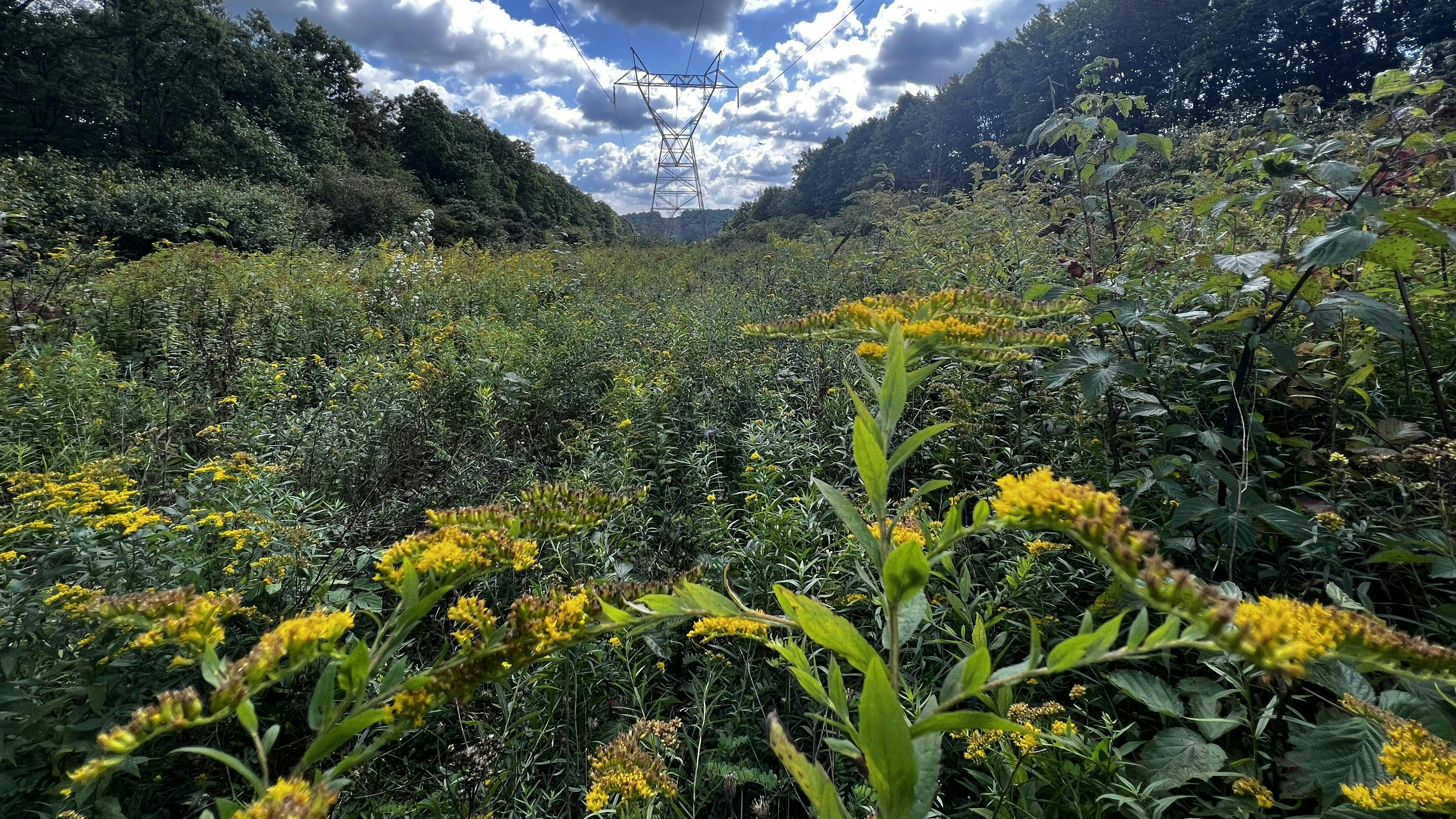 State Game Lands 33 is shown during the fall season as an example of an early successional habitat.