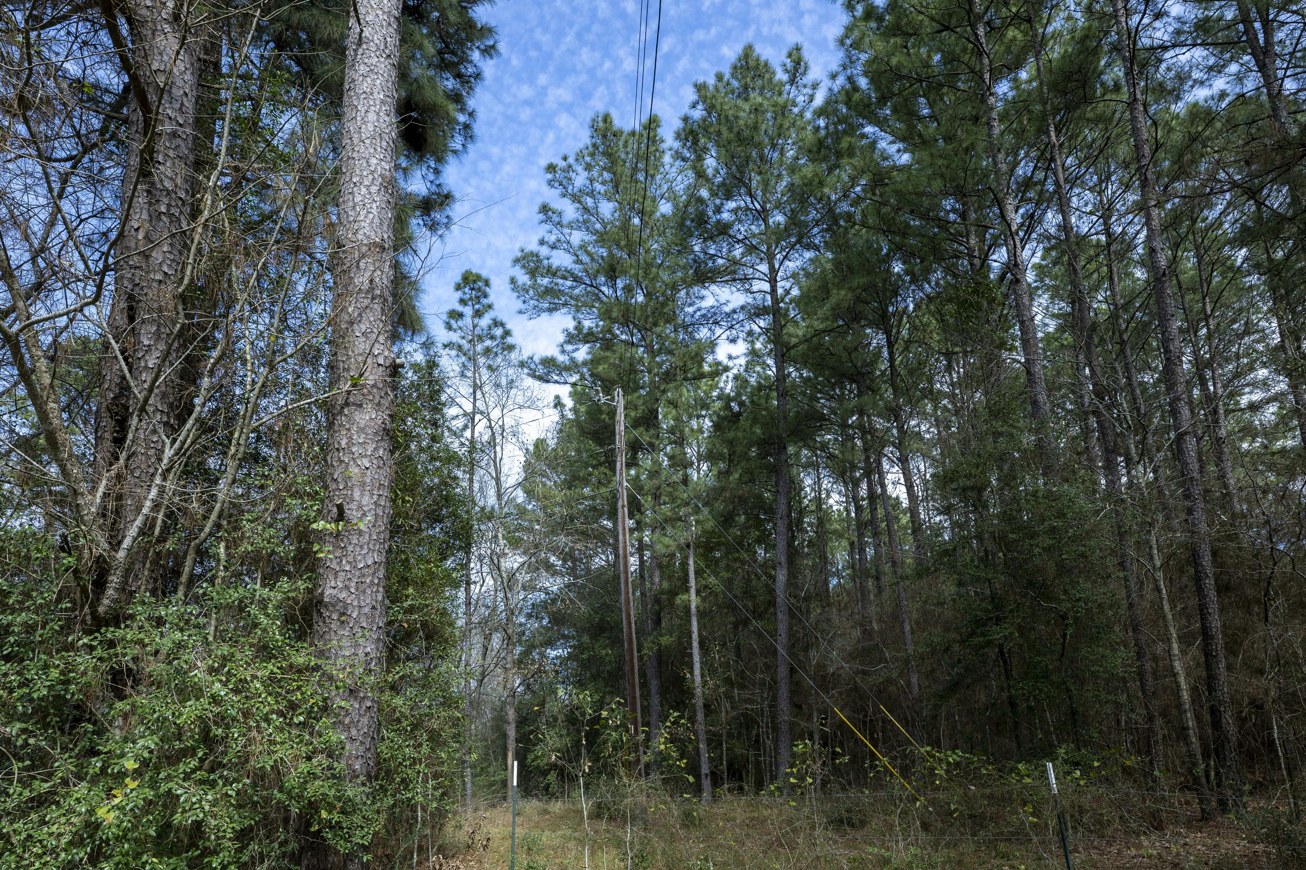 Unkempt distribution right-of-way.