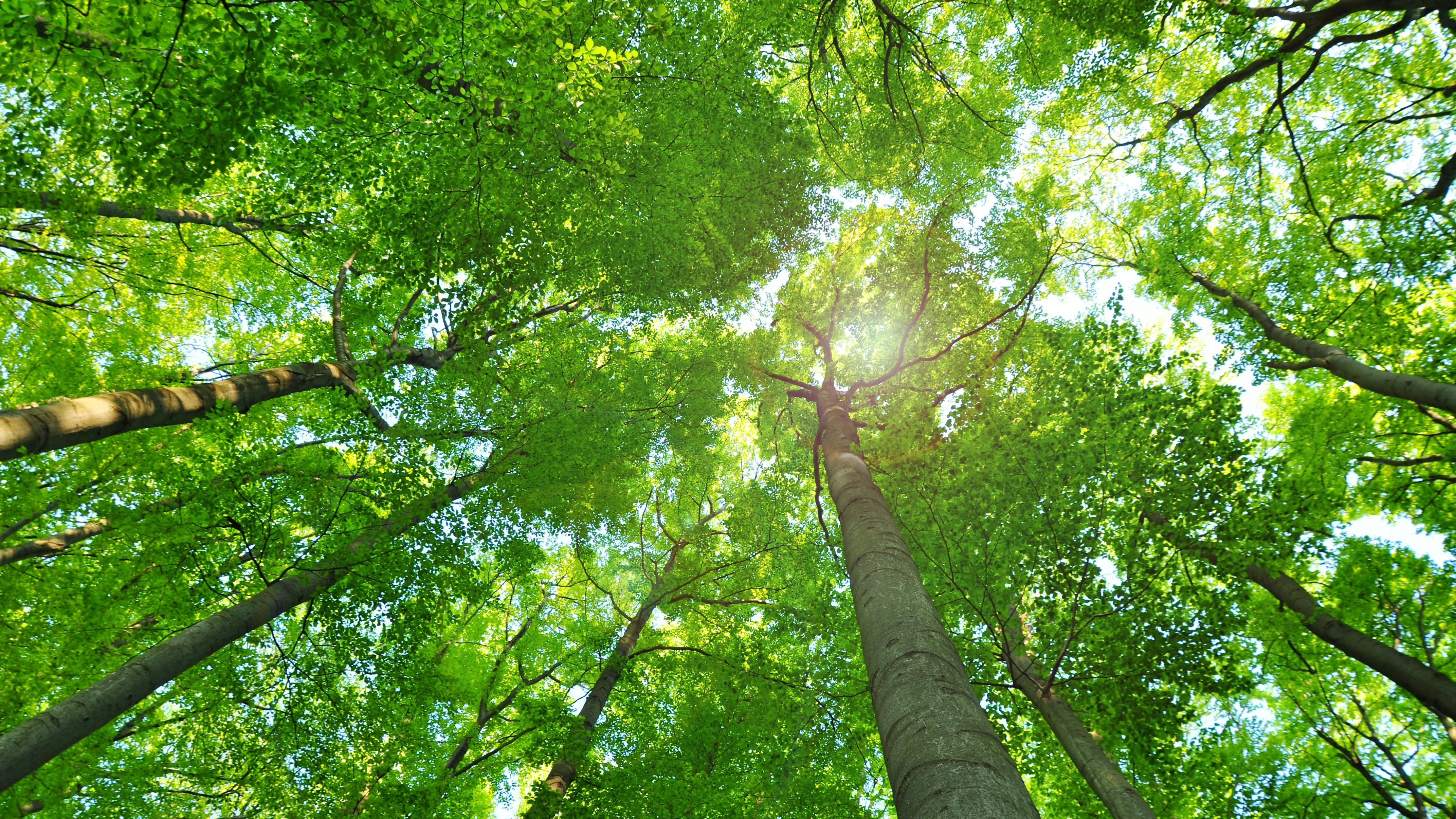 dreamstime_xxl_42907586