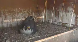 A Peregrine falcon sits on eggs inside a nesting box installed by Ameren Missouri. A Peregrine falcon sits on eggs inside a nesting box installed by Ameren Missouri.