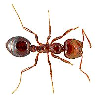 Near-infrared (thermal) cameras combat plague of fire ants by locating nests more quickly than people on foot