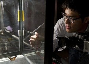 Johns Hopkins University undergrad Tiras Lin studies the motion of butterflies using a high-speed imaging system. The research may enable improved engineering of micro aerial vehicles (MAVs). (Image: Will Kirk/JHU)