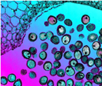 Workshop focuses on imaging technology in tissue engineering