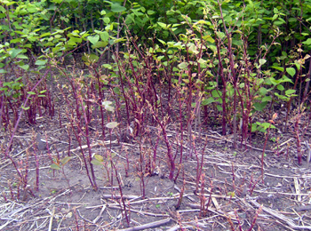 Smartphone app tracks invasive plants