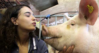 Vision system assesses the gait of pigs