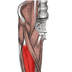 Ultrasound helps medics to measure muscle wasting Ultrasound helps medics to measure muscle wasting