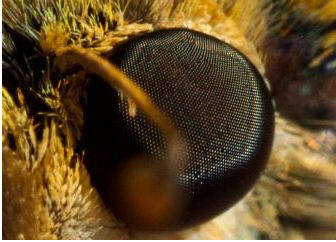 Coating copies the eye of a moth