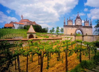 Robot vision to automate tree pruning