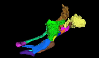 MIT system captures 3-D images of zebrafish larvae