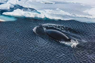 Infrared Whales 1309vsd