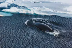 Infrared Whales 1309vsd Infrared Whales 1309vsd