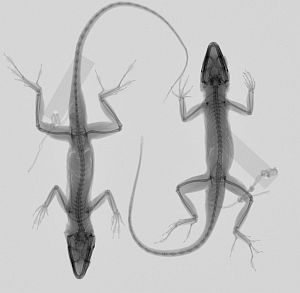 Pennwell web 300 293