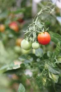 Th Tt Weeding Th Tt Weeding