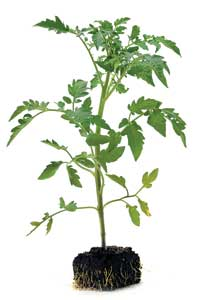 Trends1 Tomatoplant 1206vsd