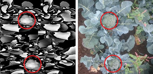 Content Dam Vsd En Articles 2018 11 3d Imaging Webcast Discover The Current And Future Methods And Applications Leftcolumn Article Headerimage File