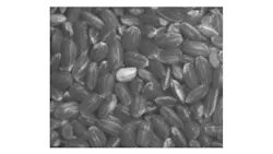 Figure 1: Brown rice illuminated with SWIR light at a wavelength of 1550 nm exhibits strong absorption. Figure 1: Brown rice illuminated with SWIR light at a wavelength of 1550 nm exhibits strong absorption.