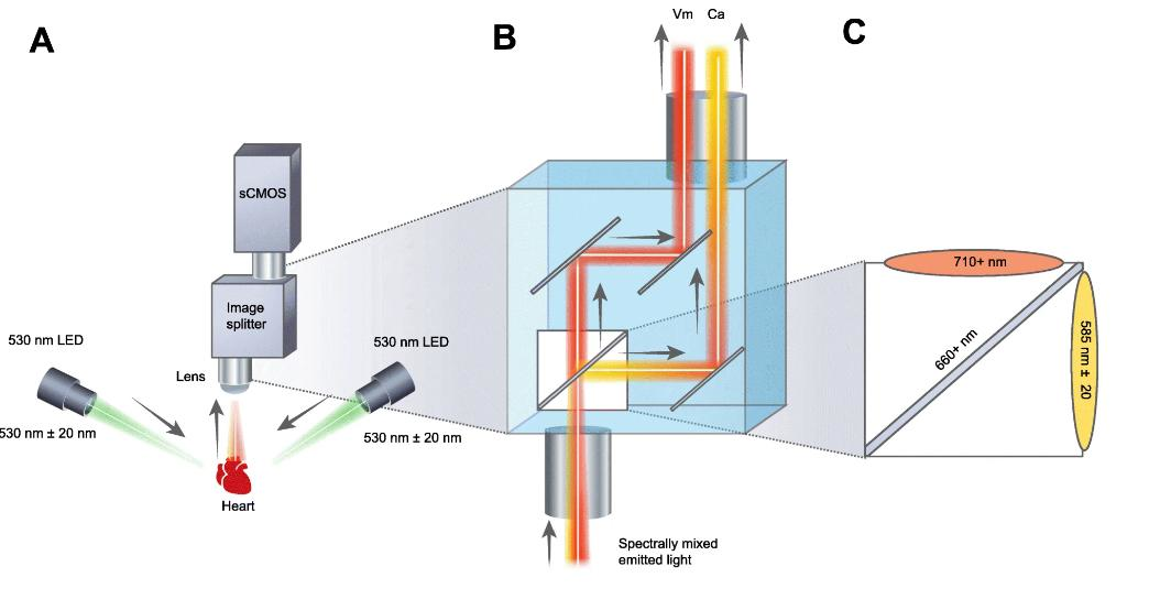 A Optical system configuration with image splitting device positioned in front of a sCMOS camera. B Emission of each complementary probe (Vm, Ca) is separated by wavelength using an image splitting device. C Dichroic cube setup with the two emission filters and a dichroic mirror.