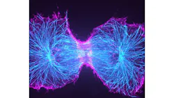 Dividing cell imaged on a spinning disc microscope using a Teledyne Photometrics camera. Shown is a genome-edited cell expressing SEPT2-GFP (magenta) from the endogenous locus that is immune-stained for tubulin (teal). Acquired by Prof. Helge Ewers, Freie Universität Berlin, Germany. Dividing cell imaged on a spinning disc microscope using a Teledyne Photometrics camera. Shown is a genome-edited cell expressing SEPT2-GFP (magenta) from the endogenous locus that is immune-stained for tubulin (teal). Acquired by Prof. Helge Ewers, Freie Universität Berlin, Germany.