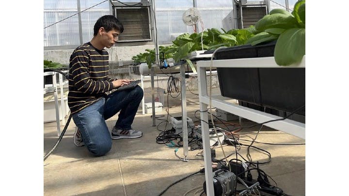Figure 1: Chenchen Kang, lead author of the Penn State Study, works on machine vision system to monitor bok choy grown in a greenhouse.