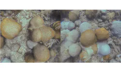 Figure 3: Raw images of Hall Bank coral reef taken by cameras installed on Hydrus drones. Figure 3: Raw images of Hall Bank coral reef taken by cameras installed on Hydrus drones.