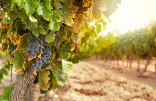 vineyard
