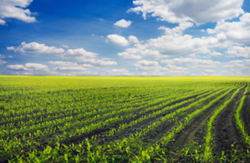 agriculture