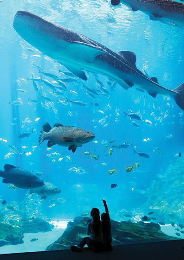multifaceted ozone at georgia aquarium