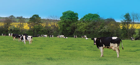 Dairy Bkg