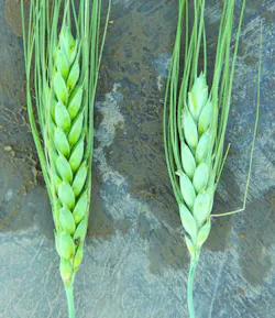 Comparisonofpeapods 887x1024 Comparisonofpeapods 887x1024