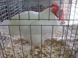 Content Dam Ww Online Articles 2017 03 1280px White Plymouth Rock Rooster Content Dam Ww Online Articles 2017 03 1280px White Plymouth Rock Rooster