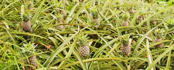 Del Monte Pineapplestwo Del Monte Pineapplestwo