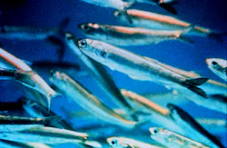 Content Dam Ww Online Articles 2017 11 Anchovy Closeup Content Dam Ww Online Articles 2017 11 Anchovy Closeup