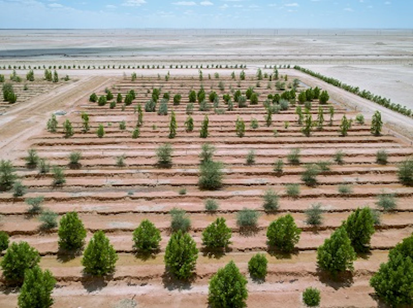 In pictures: 5 stunning shots of reed bed treatment in ...