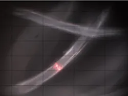 Content Dam Ww Online Articles 2019 01 Iww Microplastics 190752 Web Content Dam Ww Online Articles 2019 01 Iww Microplastics 190752 Web