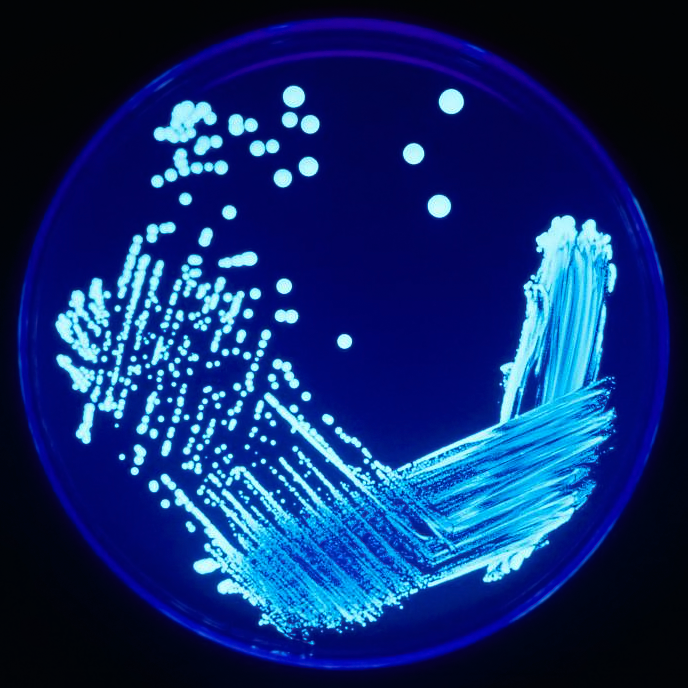 Legionella Plate 01 5ed8100e9c81e