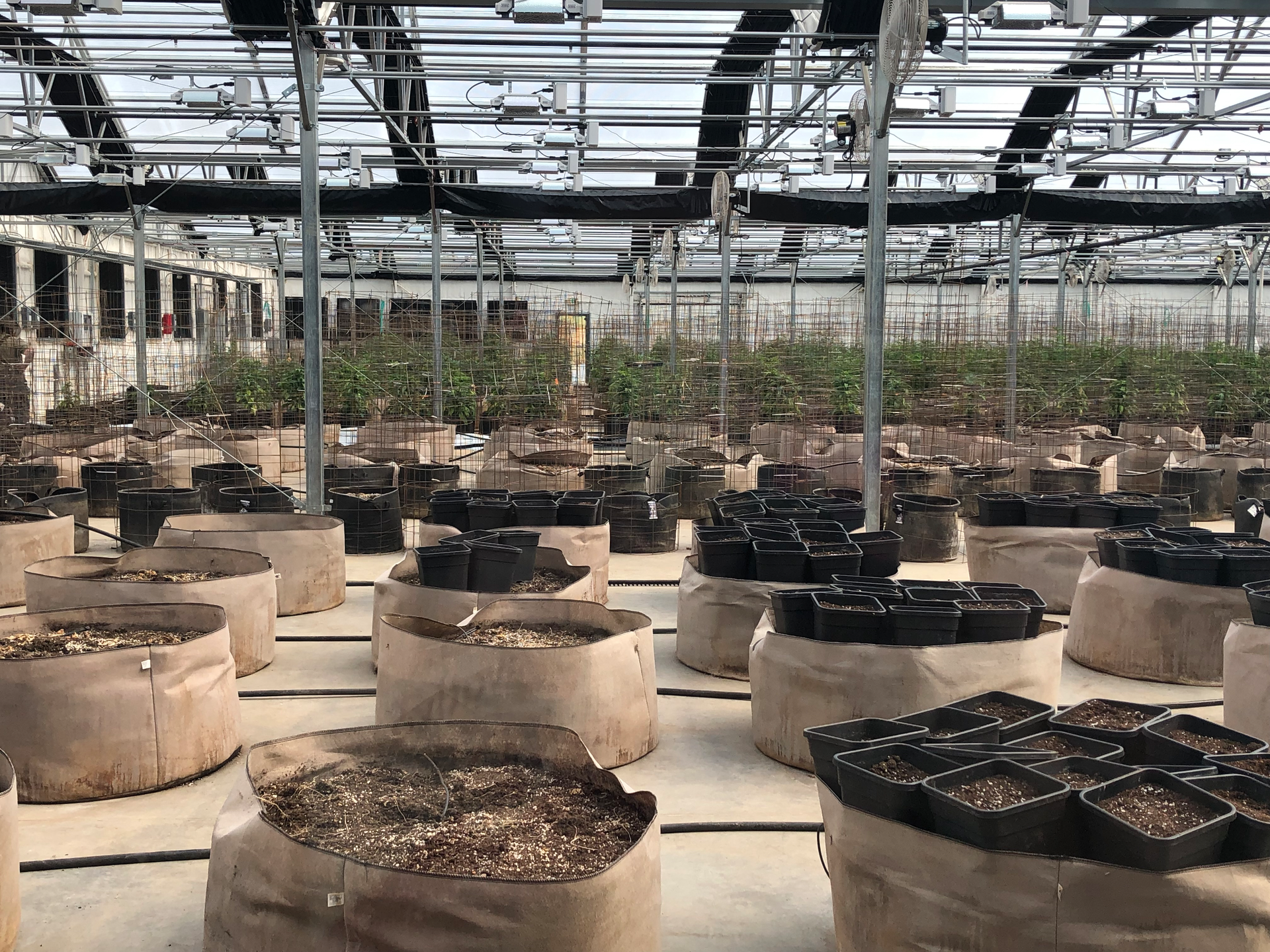 Bins with different strains of seeded marijuana plants at an indoor growing operation in Nevada.
