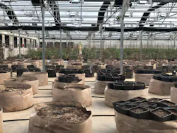 Bins with different strains of seeded marijuana plants at an indoor growing operation in Nevada. Bins with different strains of seeded marijuana plants at an indoor growing operation in Nevada.