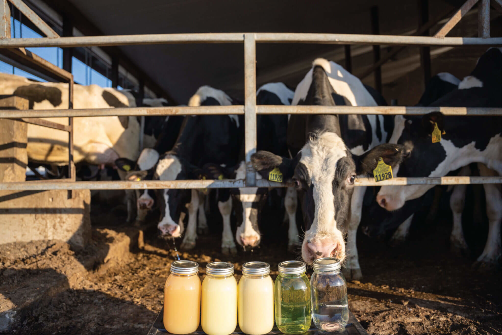 Cow We Work With 2048x1366 6054cb64a1ceb