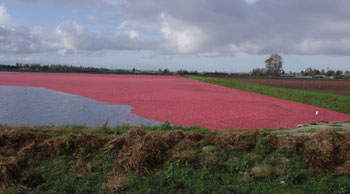 Ksb 106 Fig 1 Dscf5590