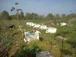 Lidarbeehives 1302ww Lidarbeehives 1302ww