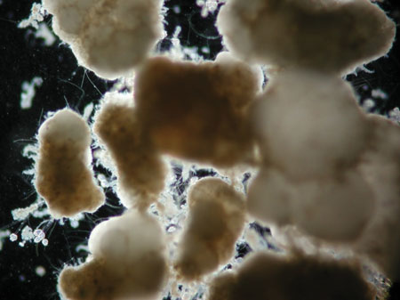 Nereda Aerobic Granules Co