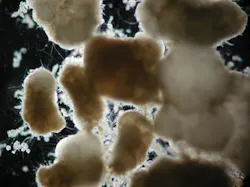 Nereda Aerobic Granules Co Nereda Aerobic Granules Co