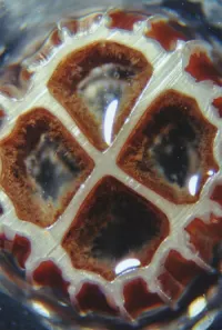 Pennwell web 200 297 Pennwell web 200 297