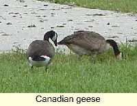 Th Peskydenizens Th Peskydenizens