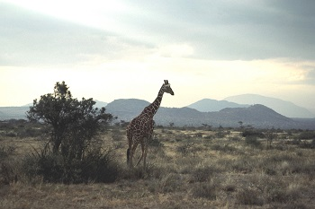 Content Dam Ww Online Articles 2016 02 Africa