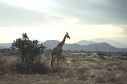 Content Dam Ww Online Articles 2016 02 Africa Content Dam Ww Online Articles 2016 02 Africa