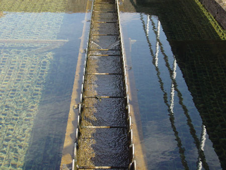 Cs Algae Severe Algae Growth Resulted In Taste And Odor Issues