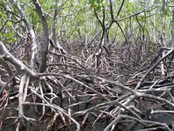 Content Dam Wwi Volume 31 Issue 3 Mangrove Plant Content Dam Wwi Volume 31 Issue 3 Mangrove Plant